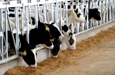 梦见下牛犊子好不好，梦见牛犊子进家