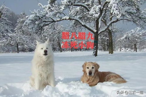 梦到狗在雪地里，梦见雪地里遛狗