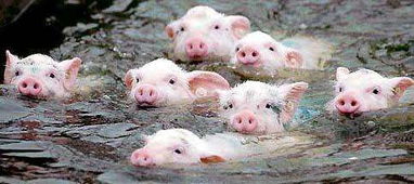 梦见小猪跑进房间来是什么意思，梦见小猪进家门