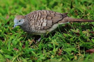 梦见黑色的鸟是什么意思，梦见黑犳