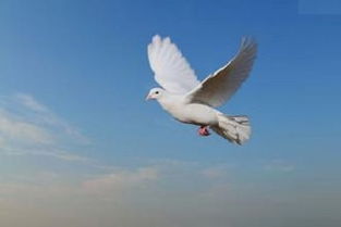 梦到抓白鸽子什么预兆，梦见抓白鸽子有什么征兆