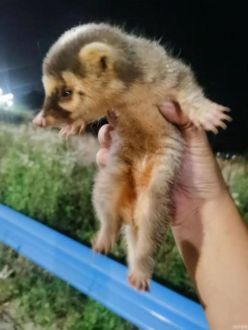 梦到一只很奇怪的动物攻击我，梦见奇奇怪怪的动物