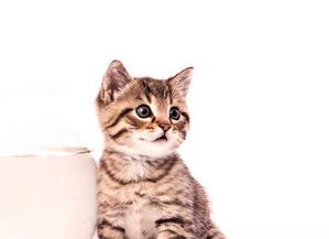 周公解梦梦到被猫抓了3次没出血，梦见自己被猫抓了两次