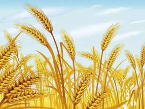 梦到小麦是什么意思解梦，做梦梦见小麦苗是什么意思