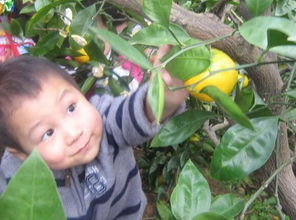 梦到树上摘柚子果子，梦见树上结满柚子,摘了一大的吃