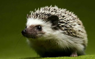 梦见大刺猬进了家里是什么意思,梦见大刺猬生了一堆小刺猬