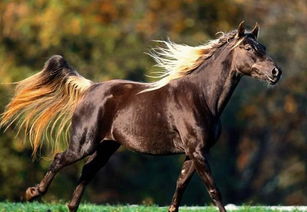 梦见汉血马是什么意思，梦见马身上都是血