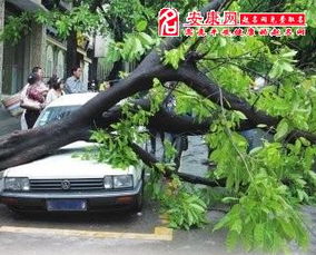 梦见大风把树刮断了是啥意思，梦见大风把树刮断房子塌