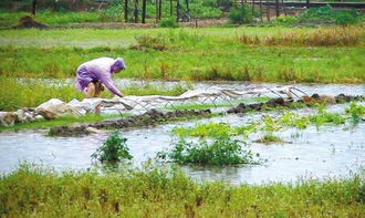 梦见别人整理田地，梦见别人开荒分地种菜