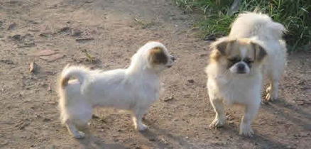 周公解梦梦见黑白的狗狗，梦见黑白狗是什么征兆