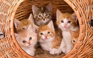 晚上梦见猫抓自己是什么意思，晚上梦见猫抓伤我了,是什么回事