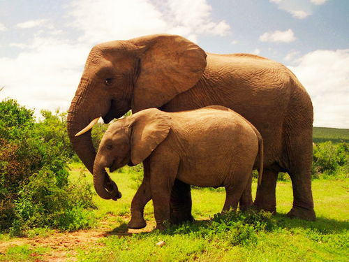 梦见大象跪下哭，梦见大象要踩我是什么意思