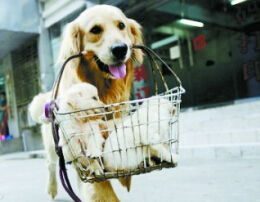 梦见打别人家的狗是什么意思呢?，梦见打别人家的狗是什么意思周公解梦