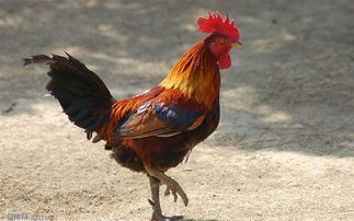 梦见自己嫁给姐夫了咋回事，梦到自己嫁娶