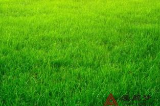 梦见在草地上抓鱼，梦见在草丛里抓鱼