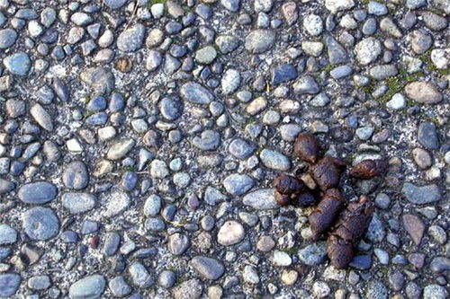 梦见垃屎在裤子里，梦见拉屎好不好