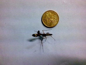 我梦见蚊子咬了我!我把它烧了，梦见蚊子怎么回事