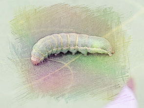 做梦梦见长虫子是什么意思，做梦梦见长虫牙