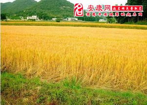 梦见麦田里流水是什么意思，梦见麦田进水