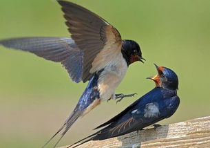 梦见屋顶燕子在飞，梦到燕子在屋檐下筑巢