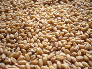 梦见一袋麦子好不好，梦见别人提着半袋小麦面粉