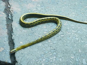 做梦梦见蛇生小蛇 但是小蛇都没活下来是什么征兆，做梦梦见蛇小蛇什么意思