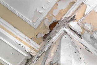 梦到修缮屋顶，昨晚梦见修自家的房顶