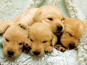 梦到一只想要逃跑的狗，梦见躲小狗