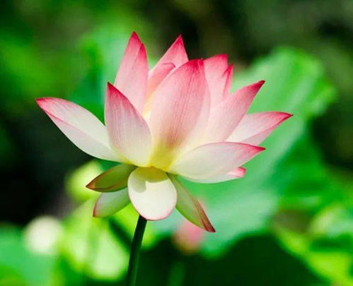 梦见随喜赞叹，梦见去随白事情