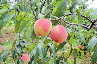 女人梦见很新鲜的桃子，梦见桃子是什么意思呢