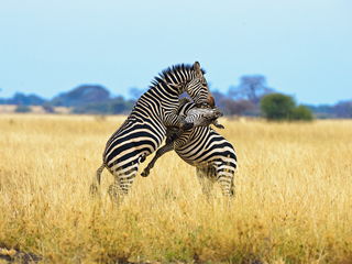 梦见拉架子车是什么意思，梦见拉起
