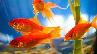 做梦梦到凤尾鱼，梦到凤尾鱼下了好多小鱼