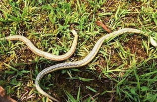 梦见地笼抓鱼虾是什么梦，梦见放地笼