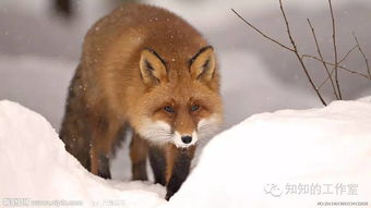 梦见养狐狸当宠物，梦见养狐狸被咬代表什么