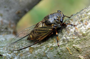 周公解梦梦见蝉是什么意思，周公解梦梦见蝉猴破土而出