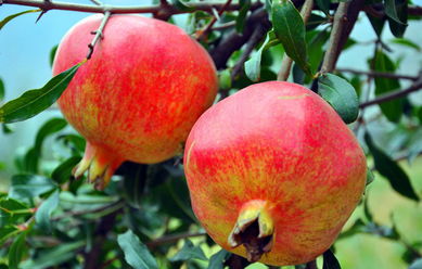 梦见石榴和葡萄是胎梦吗，梦见摘葡萄石榴