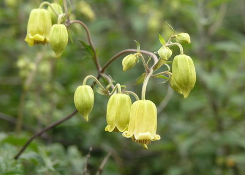 梦见新生小孩是怎么回事，梦见新生儿预示什么意思