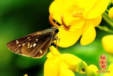 做梦梦到飞的虫子，梦见飞虫满天飞周公解梦原版