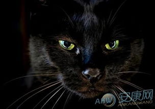 女人梦见黑猫，做梦梦见了黑猫