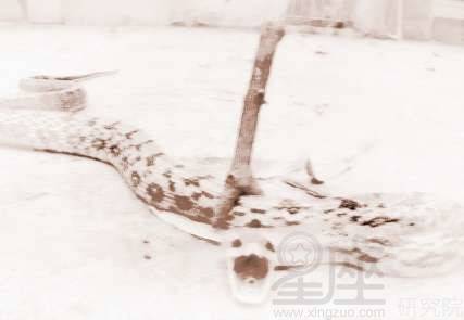 梦见把蛇砍成好几段炖了，梦 砍蛇