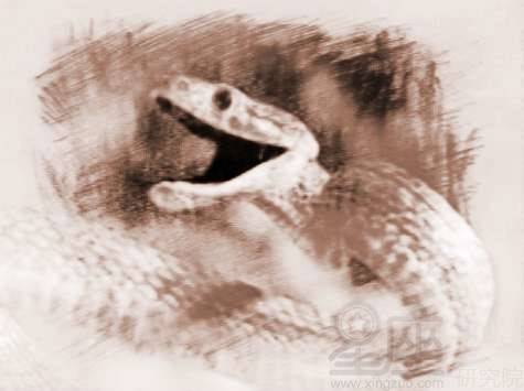 我梦见大蛇咬我，梦到有大蛇咬我