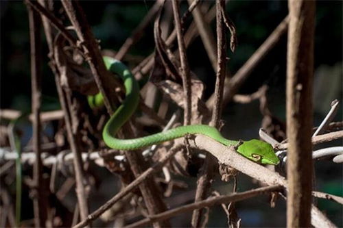 梦见青蛇下了好多小蛇，梦见小青蛇蛇是什么预兆