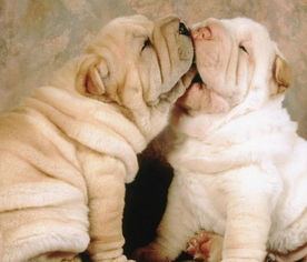 周公解梦梦到狗很饿吃东西是啥意思，梦见狗狗很饿