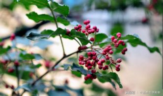 梦见红花椒撒一地是什么意思，梦见晒花生好不好