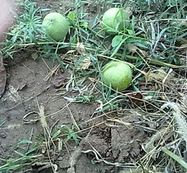 梦见摘柑子是什么意思，梦见摘气柑