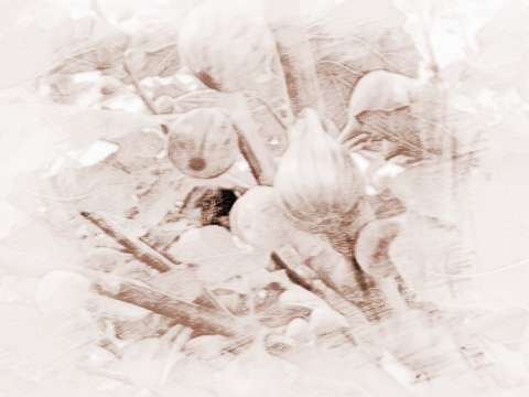 梦见植物人好了是什么意思，梦见植物人成正常人