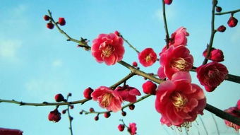 梦见树上梅花开的很旺,梦见树上结满了梅子