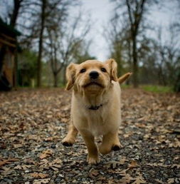 梦到狗追是什么意思意思，梦见狗追自己是啥预兆