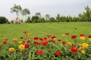 梦见花草复活，梦到花花草草怎么回事?