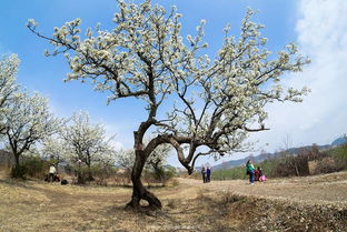 做梦梦见梨树好不好，梦到梨树硕果累累